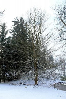 Ulmus laevis - jilm brvitý (vaz) - zimní habitus (70)